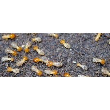 TERMITE CONTROL TREATMENT